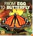 From Egg to Butterfly (Start to Finish)