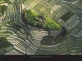 Terraced Rice Fields, Bali Decorative Art Poster Print by Yann Arthus-Bertrand, 32x24