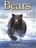 Bears: A Year in the Life