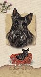 Scottish Terrier Blank Card