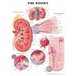 Anatomical Chart Company Kidney Anatomical Chart