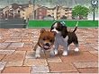 nintendogs 柴&フレンズ