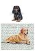 Cavalier King Charles (Black and Tan) Glass Cutting Board