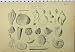 C1890 Geology Tertiary Cretaceous Shells Organic Print