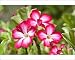 Photographic Prints of Flowers of Desert Rose from Ardea Wildlife Pets