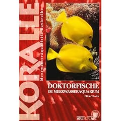 Doktorfische im Meerwasseraquarium