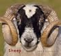 Sheep 2010