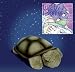 Twilight Turtle by Cloud B - Constellation Night Light & Free Lullaby Favorites CD
