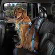 Cruising Companion Nylon Dog Car Harness, Large, Blue
