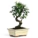 Eastern Leaf Miniature Chinese Elm Bonsai Tree Eastern Leaf Miniature Chinese Elm Bonsai Tree