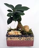 Chinese Ginseng Ficus Bonsai Tree in Grecian Pot Reviews 51NFQKajjPL. SL160 Chinese Ginseng Ficus Bonsai Tree in Grecian Pot Reviews