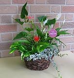 父の日限定お父さんを癒す観葉植物セット送料無料