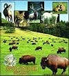 Custer Park, South Dakota Coverlet