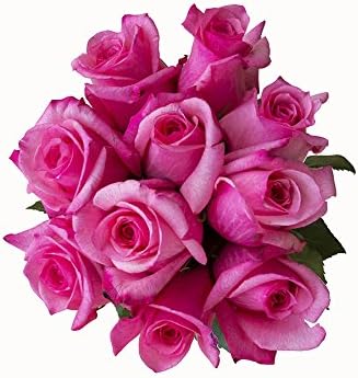 36 Stems - Fresh Cut Hot Pink Topaz Rose Bouquet from Flower Explosion.