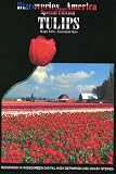 Discoveries...America Special Edition, Tulips