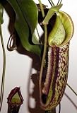 Velvet Pitcher Plant - Nepenthes - Carnivorous - HUGE - 8 Hanging Basket