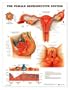 The Female Reproductive System Anatomical Chart Item #: 9781587790218