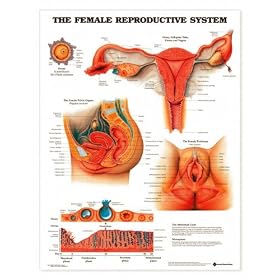 The Female Reproductive System Anatomical Chart Item #: 9781587790218