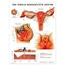 The Female Reproductive System Anatomical Chart Item #: 9781587790218