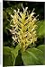 Canvas Prints of Kahili Ginger or Ginger Lily from Ardea Wildlife Pets