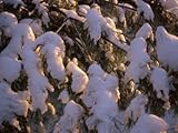 IMAGE OF Close-Up of Snow on Pine Tree Branches in Winter Stretched Canvas Poster Print, 30x40