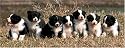 Border Collie Puppies 1000 Piece Panorama Puzzle