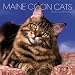maine_coon25maine coon - Maine Coon Cats 2005 Calendar