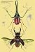 Art Poster, Beetles: Chiasognathus Chiloensis and Lucanus Cervus #2 - 18.75 x 27.5