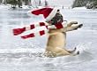 Avanti Christmas Cards, Skating Pug, 10 Count