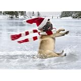 Avanti Christmas Cards, Skating Pug, 10 Count