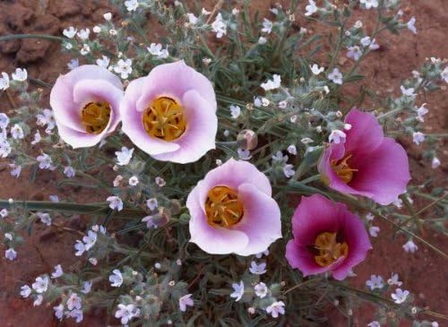Sego Lily group, state flower of Utah with bulbous edible root, Canyonlands National Park, Utah 26 x 34 Art Print