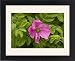 Framed Prints of Japanese rose in flower. Garden from Ardea Wildlife Pets