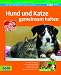 Hund und Katze gemeinsam halten zu Hause