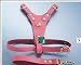 Bull Terrier Harness brown