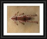 Framed Print of LRDS-55 Cat Flea from Ardea