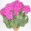 20" Potted Geranium Bush (plum)