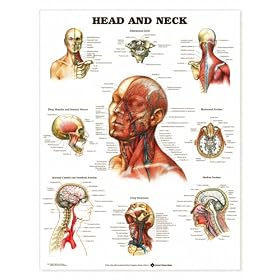 Head And Neck Anatomical Chart Styrene Plastic