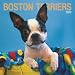 boston terrier - Boston Terriers 2009 Square Wall Calendar
