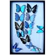Framed Blue Morpho Butterflies Collection Mounted in Black Display