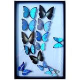 Framed Blue Morpho Butterflies Collection Mounted in Black Display