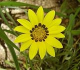 Amazon / Hirt's: Colorado Gold Gazania - 25 Plants - Perennial