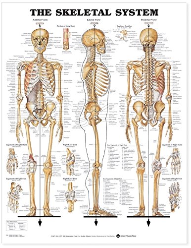 the skeletal system anatomical chart