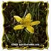 1 Oz Western Buttercup (Ranunculus occidentalis) Bulk Wildflower Seeds