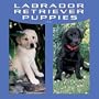 Labrador Retriever Puppies 2002 Wall Calendar