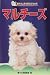 : マルチーズ (愛犬の上手な育て方12カ月)