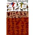 Birds (Tropical Wildlife Field Guide)