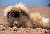 Pekingesee 300 Piece Jigsaw Puzzle