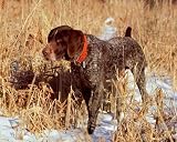 German Shorthair Pointer Dog Animal Art Poster Print - 20