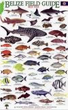 Reef Fish (Belize Field Guides)