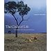 The Circle of life: Wildlife on the African Savannah